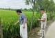 潢川县付店镇凡村两委深入田间地头排查水稻旱情 全力抗旱保苗稳丰收